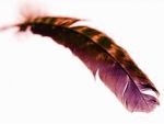 La Plumomancie